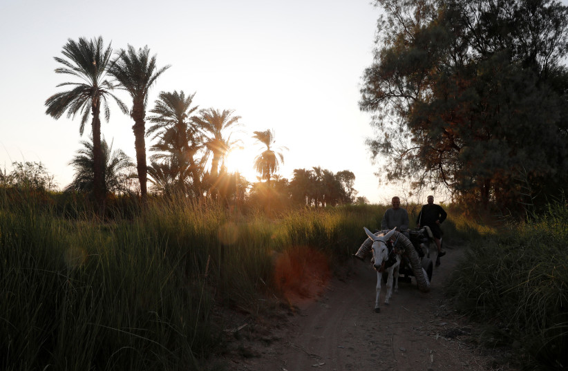  Farmers ride on a donkey cart near farmland in Comer village in Esna, south of Luxor, Egypt, October 27, 2019.  (credit: REUTERS)