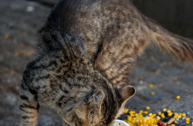  A cat eating scraps of food in a street in Jerusalem. June 12, 2011.  (photo credit: SOPHIE GORDON/FLASH90)
