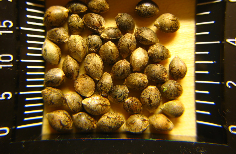 Hemp seeds cannabis sativa (credit: ERIK FENDERSON)