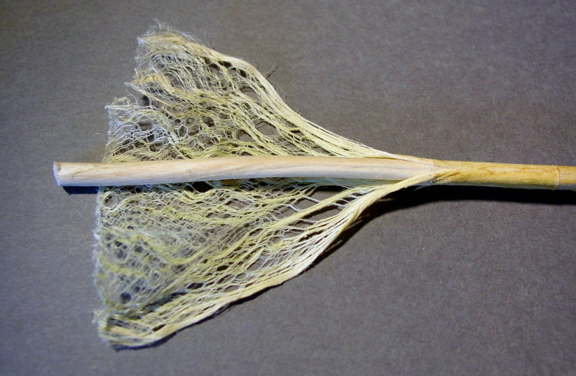 Hemp stem showing fibers (credit: USER: NATRIJ/PUBLIC DOMAIN/VIA WIKIMEDIA COMMONS)