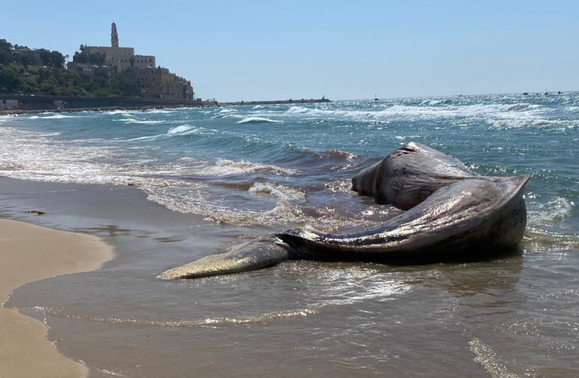  A dead sperm whale washes up on Jaffa beach. (photo credit: AVSHALOM SASSONI/MAARIV)