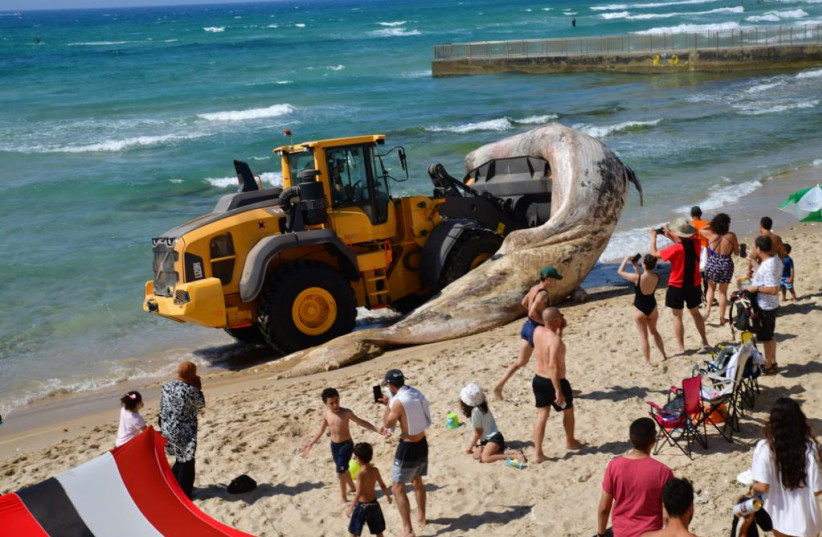  A dead sperm whale is removed from Jaffa beach where it washed up. (credit: AVSHALOM SASSONI/MAARIV)