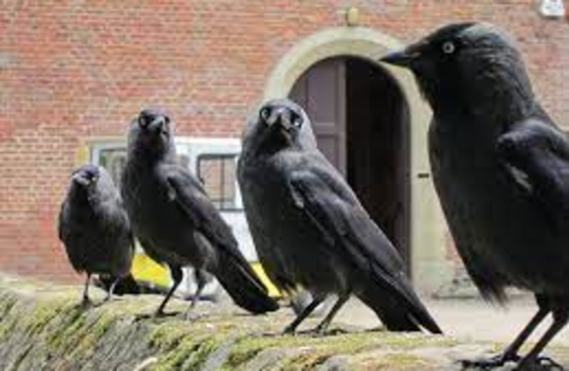 Jackdaws use a democratic process before taking off en mass - study - Vimarsana News