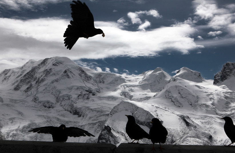  A jackdaw grabs a piece of bread thrown by tourists, as Monte Rosa, Castor and Pollux mountains are seen in the background at the Gornergrat in Zermatt September 28, 2010.  (photo credit: REUTERS/DENIS BALIBOUSE)
