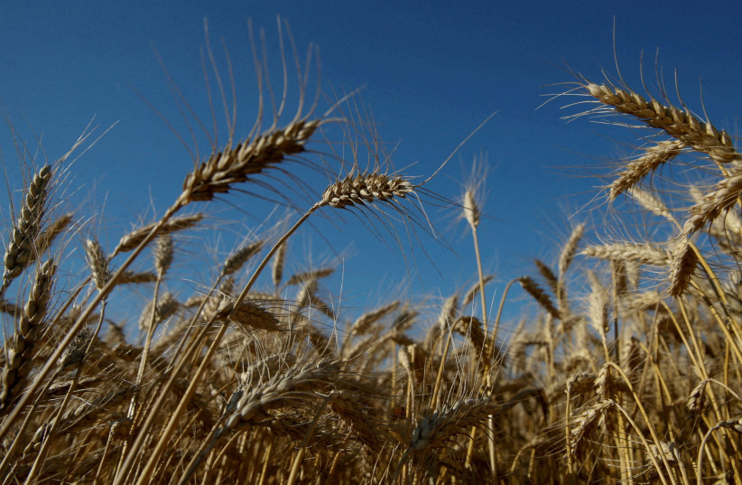  Ears of wheat are seen in a field near the village of Zhovtneve, Ukraine, July 14, 2016. (photo credit: REUTERS/VALENTYN OGIRENKO/FILE PHOTO)