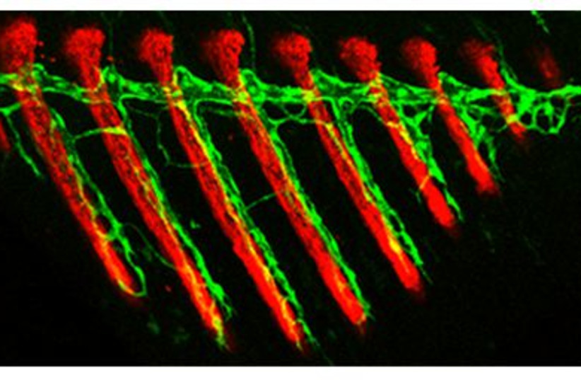  Bone-forming (red) and lymphatic vessel (green) cells in a growing zebrafish fin (credit: WEIZMANN INSTITUTE OF SCIENCE)