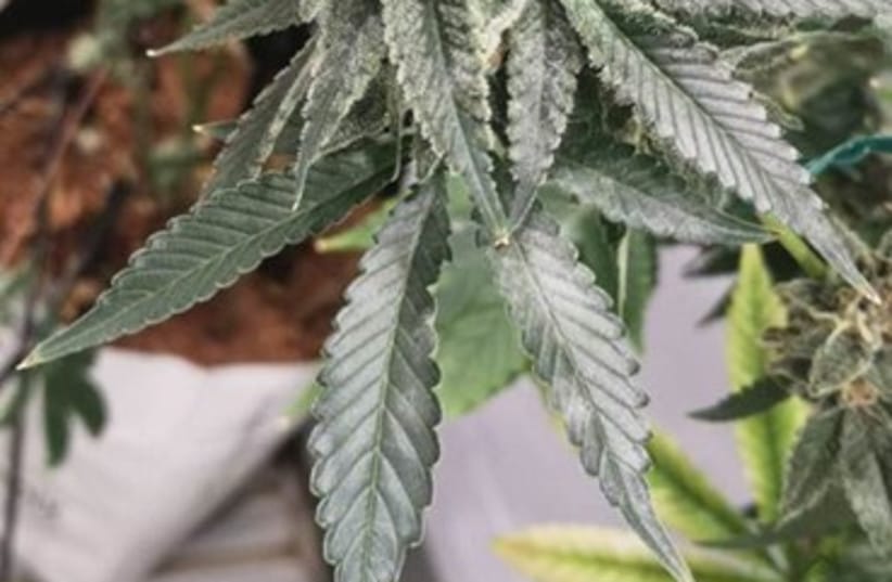 Cannabis strain with 20% more THC engineered by Hebrew U researchers - Vimarsana News