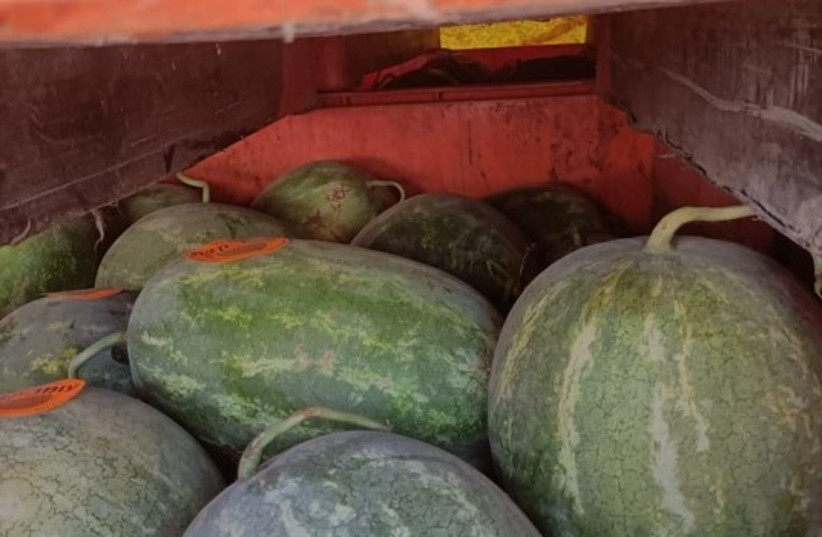  The illegally-smuggled watermelons caught by the Agriculture Ministry (credit: AGRICULTURE MINISTRY)