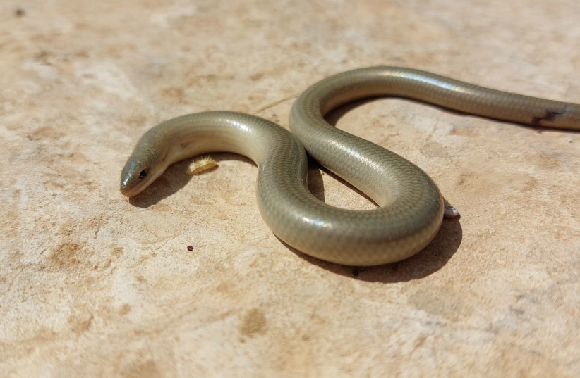  Ophiomorus latastii: Latast's snake skin; Data deficient (photo credit: PROF. SHAI MEIRI)