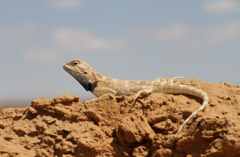 2,000 reptile species under threat of extinction - study - Vimarsana News