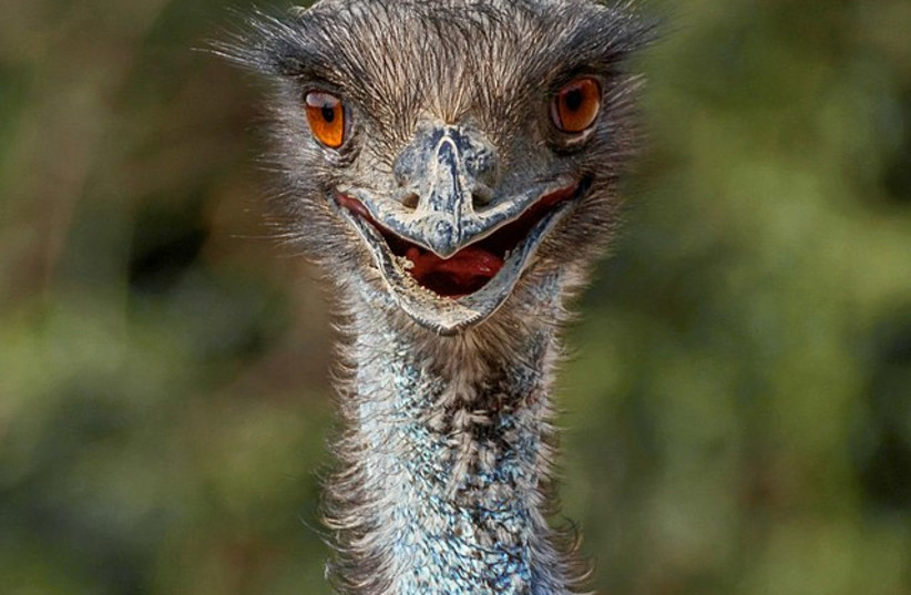  Dromaius novaehollandiae - Emu (photo credit: Wikimedia Commons)