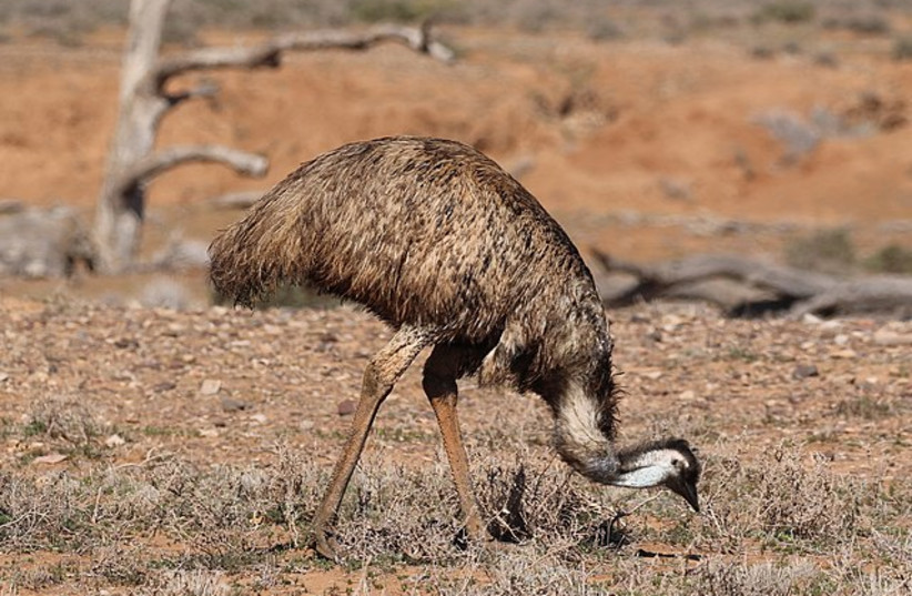  Dromaius novaehollandiae (Latham, 1790), Emu, Ikara-Flinders National Park, South Australia, 13 August 2018 (credit: Wikimedia Commons)