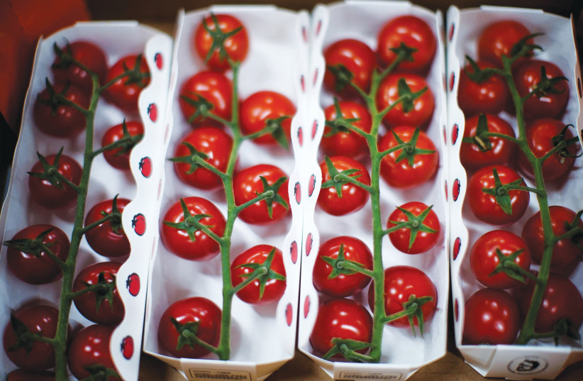 TOMATOES AT Hengda greenhouse in Shanghai. The book explains the unexpected origins of the Hebrew word ‘agvania’ for tomato.  (photo credit: ALY SONG/REUTERS)