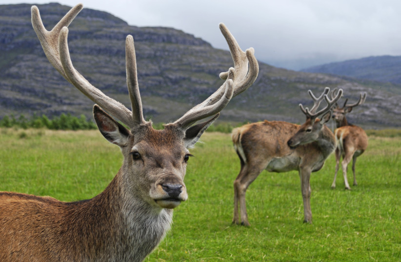  Red deer stag. (photo credit: Wikimedia Commons)