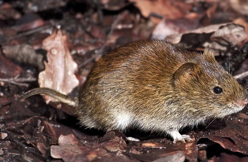  Bank Vole sitting on the forest floor. (photo credit: Wikimedia Commons)