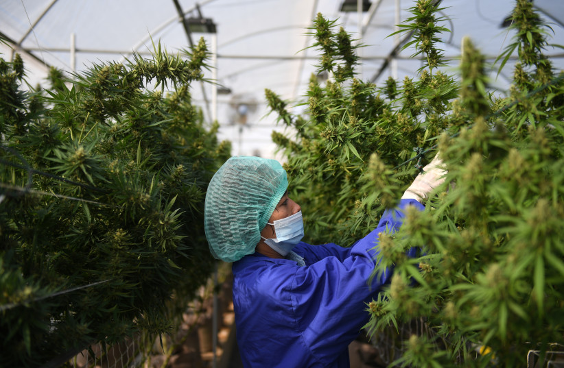  A worker inspects marijuana leaves and care for plants at the Rak Jang farm, one of the first farms that has been given permission by the Thai government to grow cannabis and sell products to medical facilities, in Nakhon Ratchasima, Thailand March 28, 2021.  (credit: CHALINEE THIRASUPA/REUTERS)