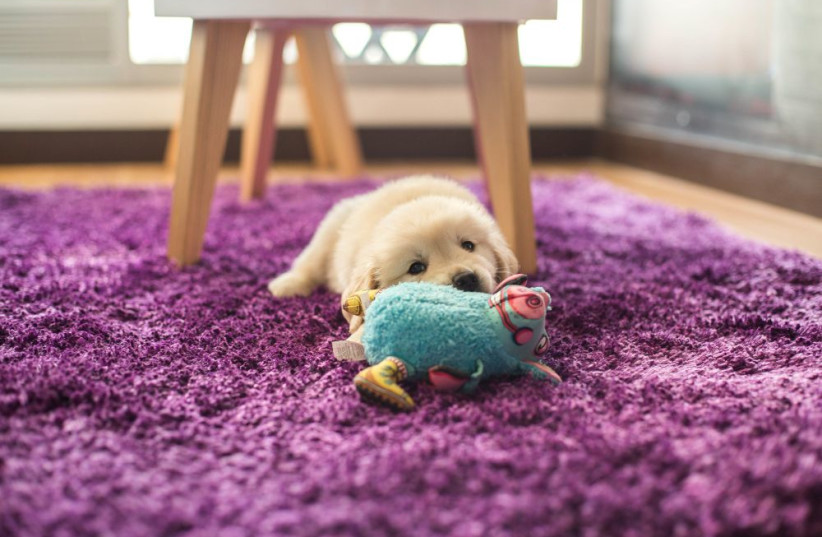 Closeup shot adorable small golden retriever pup lying purple carpet with blue toy (photo credit: freepik)
