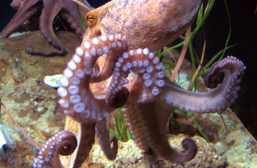  ISRAEL IS now targeting the octopus’ head. (photo credit: Wikimedia Commons)