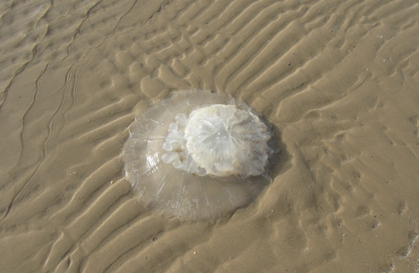 Nomad jellyfish (Rhopilema nomadica) (photo credit: Ori~/ATTRIBUTION/VIA WIKIMEDIA COMMONS)