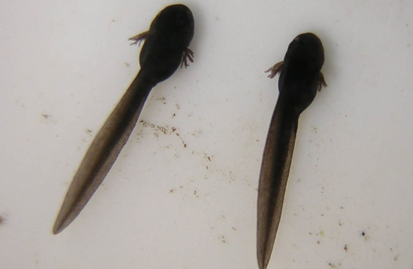 Tadpoles (photo credit: Tarquin/CC BY-SA 3.0 (http://creativecommons.org/licenses/by-sa/3.0/)/VIA WIKIMEDIA COMMONS)