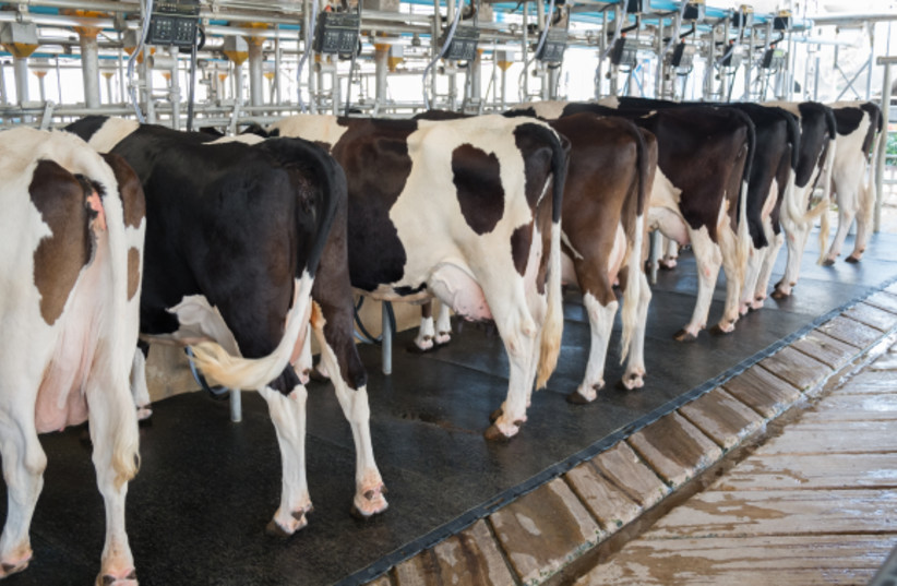 Milk substitutes will decrease the need for cows. Waiting for milking (credit: TARAPATTA/SHUTTERSTOCK)