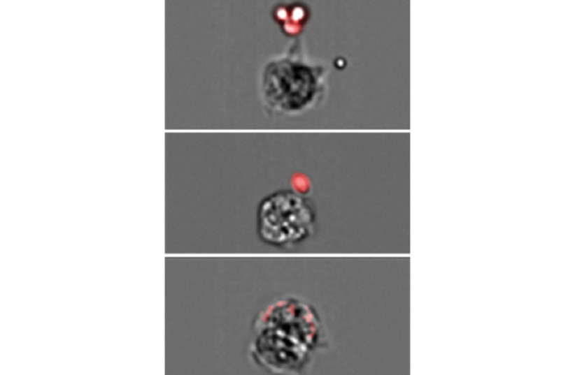  An Aire-ILC3 cell (gray) captures and swallows a Candida cell (red). (credit: WEIZMANN INSTITUTE OF SCIENCE)