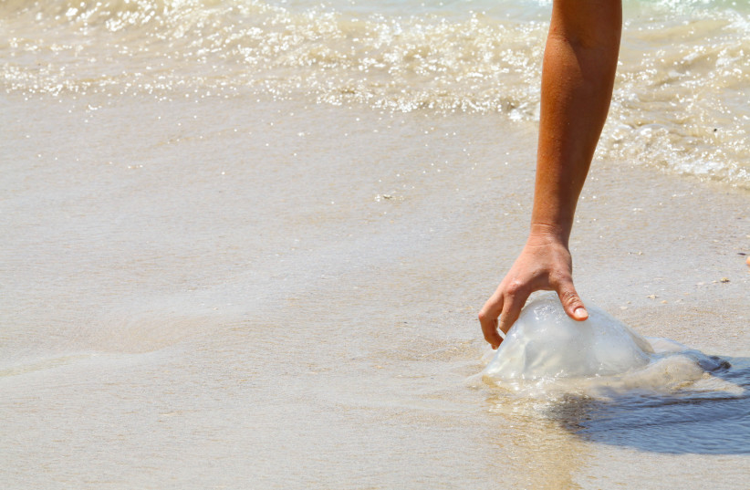 Israel's jellyfish season arrives, might as well wade in and enjoy it - Vimarsana News