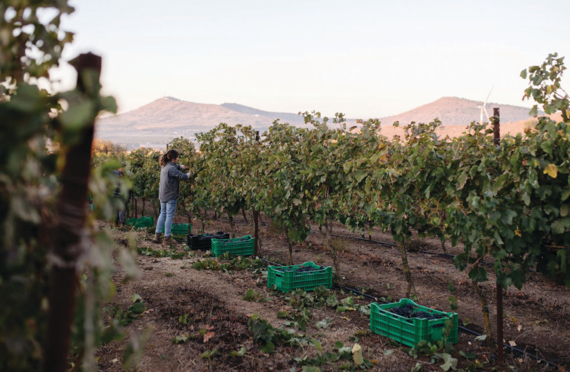  LITAL OVADIA is up at dawn to work in her precious vineyards. (photo credit: TEL WINERY)