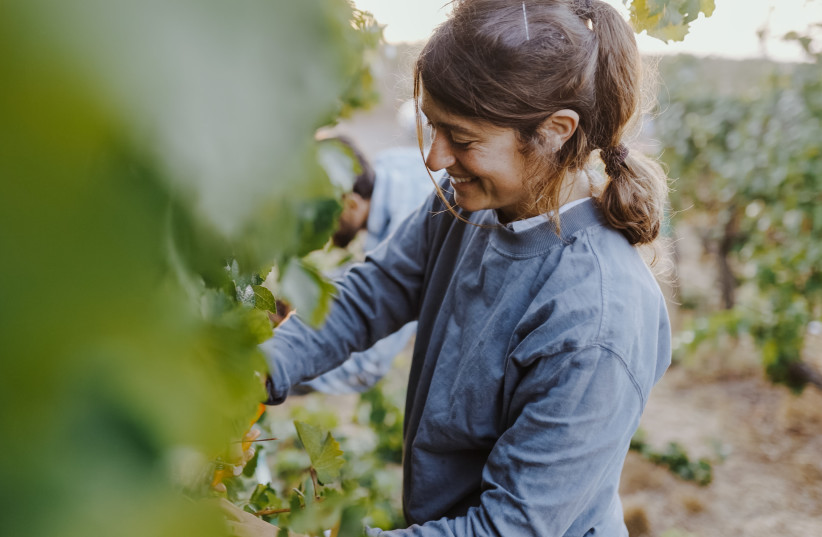  TEL WINERY’S Lital is never happier than being with her vines. (credit: TEL WINERY)