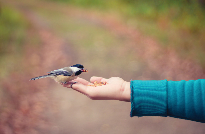 Parashat Hukat: Discovering inner goodness - Vimarsana News