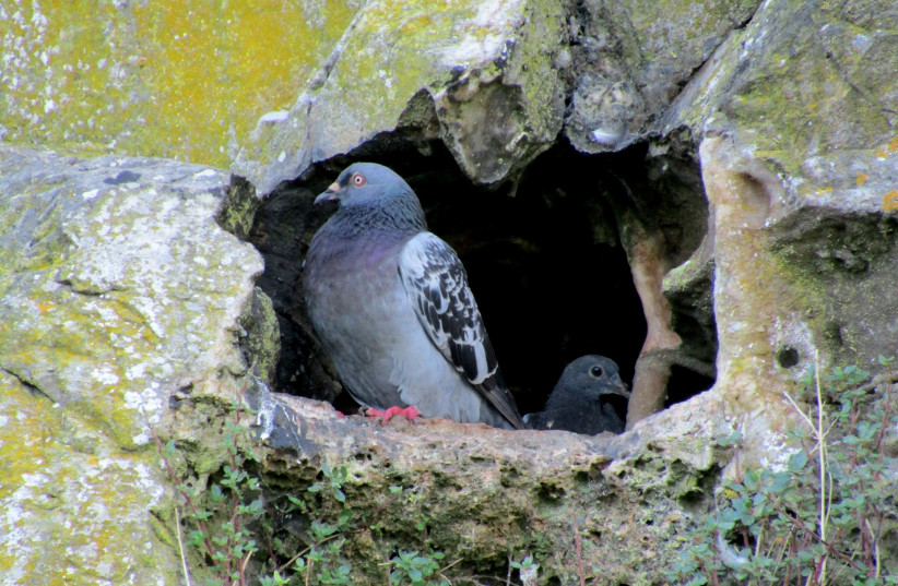  A rock dove (Columba livia) with a juvenile in a cliffside crevice at Berry Head, Brixham. (photo credit: Partonez/Wikimedia Commons)
