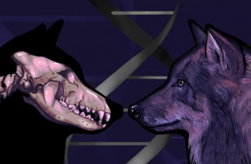 Ice Age DNA shows dog ancestry from 2 separate gray wolf populations - Vimarsana News