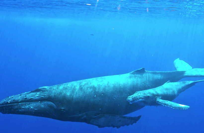  A female Humpback whale with her calf (Illustrative). (photo credit: Wikimedia Commons)