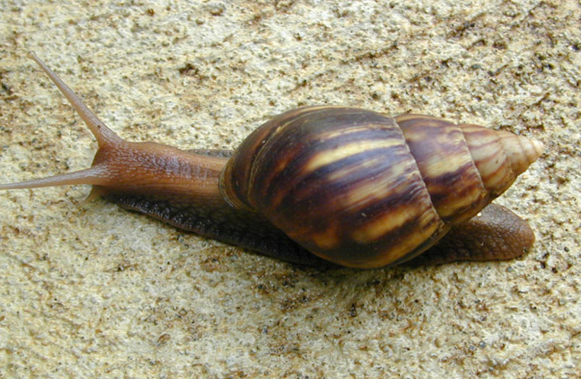  Giant African Snail (Achatina (Lissachatina) fulica Bowdich) photographed August 4, 2001 crossing concrete patio in Kāne'ohe, O'ahu, Hawai'i by Eric Guinther (photo credit: Wikimedia Commons)