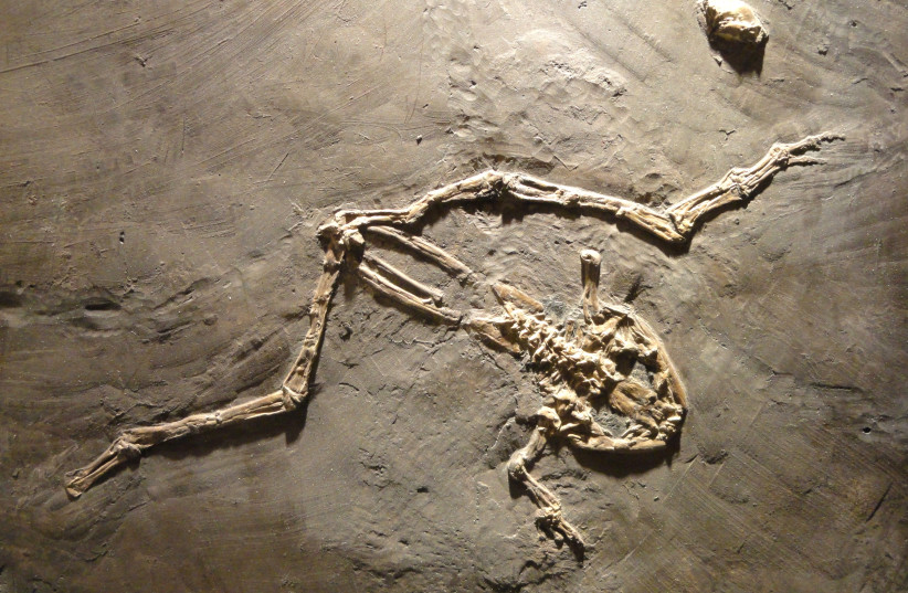  Eopelobates wagneri, frog, Eocene, Messel, Hesse, Germany - Houston Museum of Natural Science (photo credit: Wikimedia Commons)