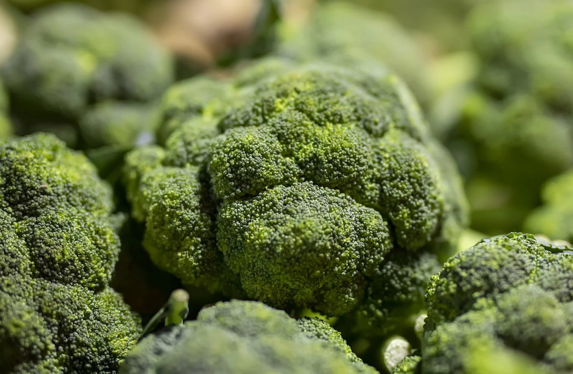  Broccoli  (photo credit: PIXAHIVE)