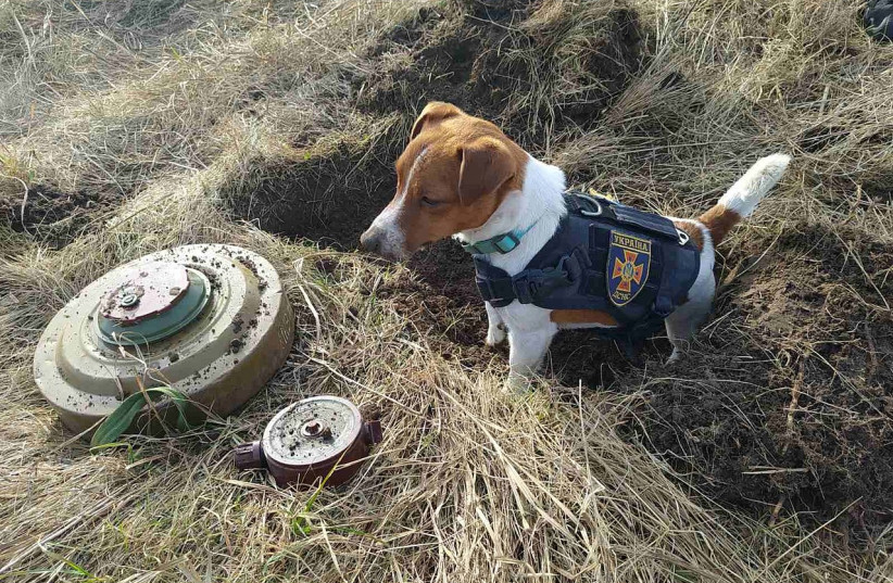 Ukraine's unexpected social media weapon: Patron the dog - Vimarsana News