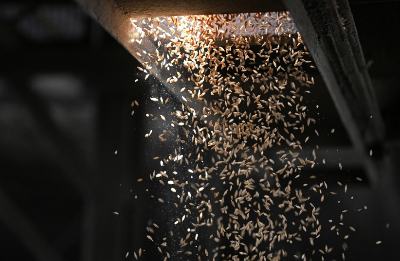 A view shows barley grain sorting at a grain storage in the Rostov Region, Russia July 6, 2022. (photo credit: REUTERS/SERGEY PIVOVAROV)