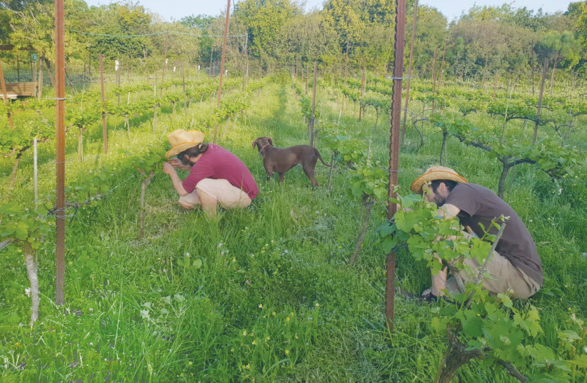  THE YOUNG farmers hard at work in their vineyard. (photo credit: Harashim Winery)