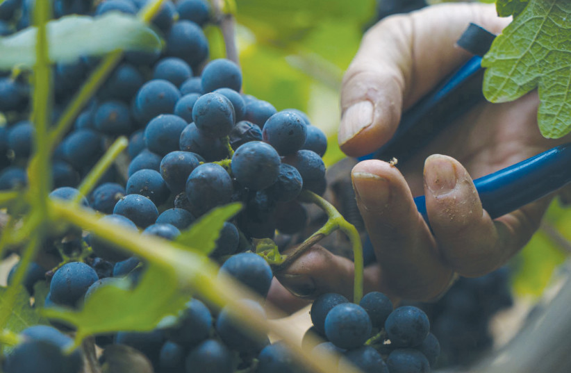  THE HARVEST is by hand and the grapes will go into making a wine that represents the terroir. (photo credit: Meidan Gil Harush)