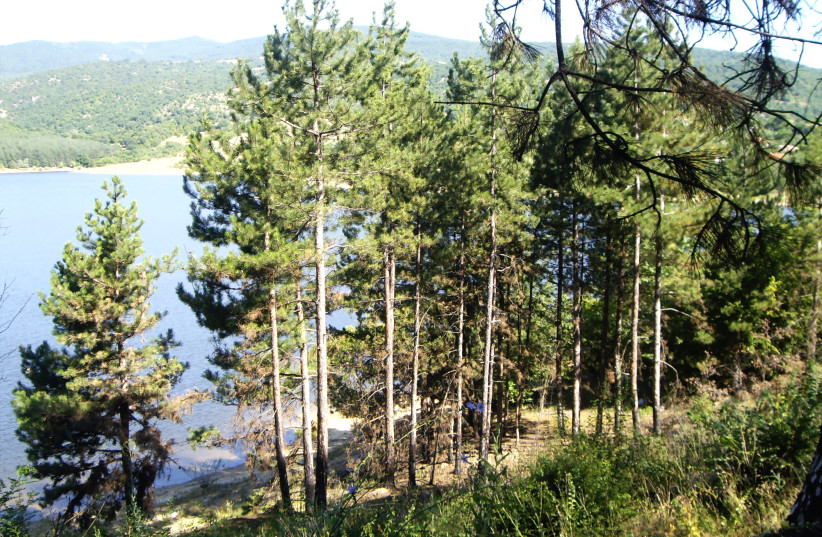 Forest near Dundukovo dam in Central Bulgaria (photo credit: Gvm/CC BY-SA 3.0/(https://creativecommons.org/licenses/by-sa/3.0)/VIA WIKIMEDIA COMMONS)