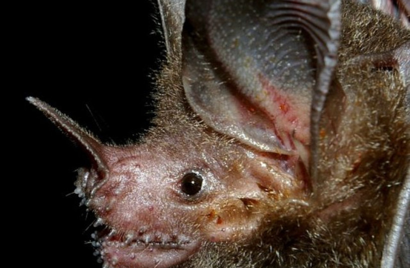  Fringe-lipped bat (Trachops cirrhosus). Photo taken in La Selva, Costa Ric (credit: Wikimedia Commons)