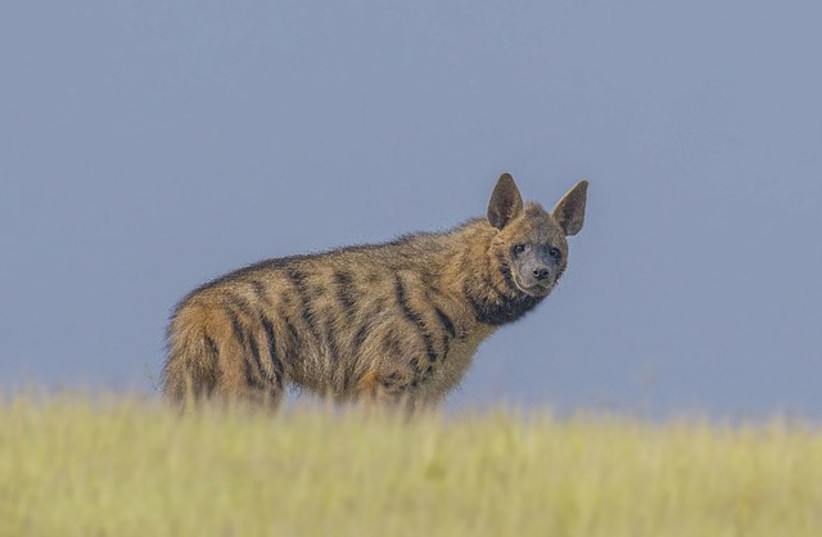  A striped hyena (photo credit: Wikimedia Commons)