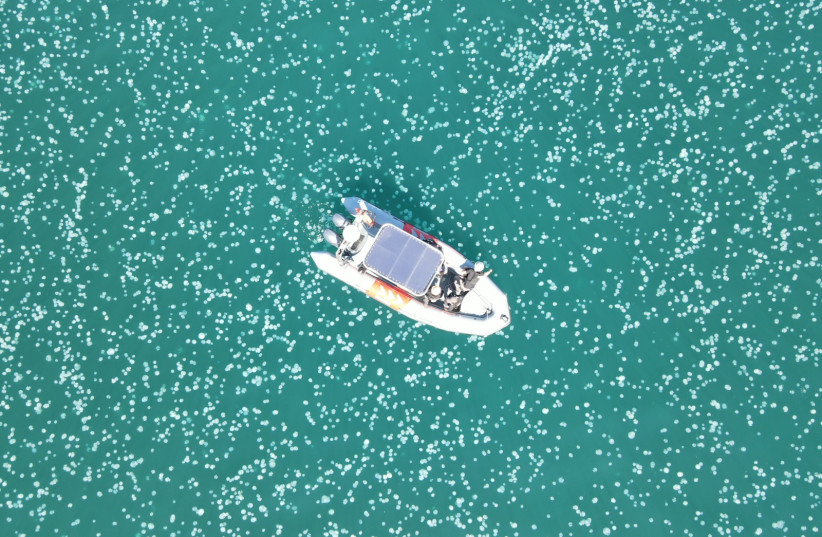 Huge hordes of jellyfish spotted swarming around Haifa - Vimarsana News