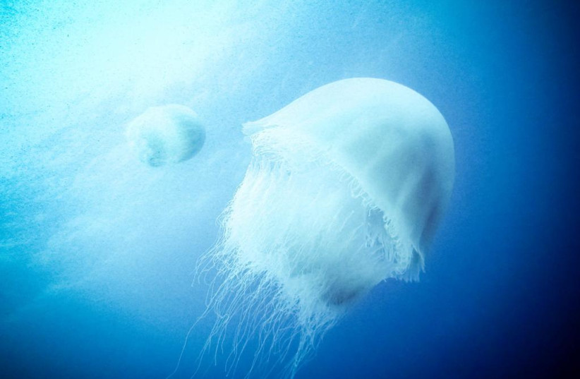  Large jellyfish are seen in the waters off the coast of Israel (Illustrative). (credit: OMRI OMSI / ISRAEL NATURE AND PARKS AUTHORITY)