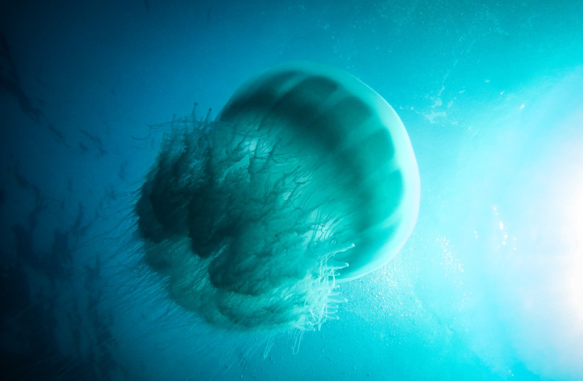  A large jellyfish is seen in the water off the coast of Israel (illustrative). (credit: OMRI OMSI / ISRAEL NATURE AND PARKS AUTHORITY)
