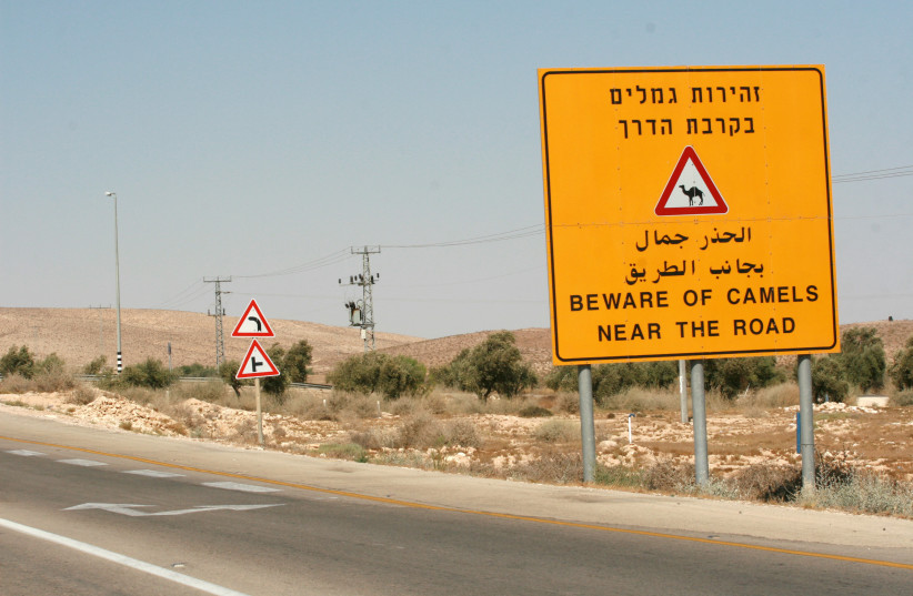  IT’S A sad day when it’s Israelis rather than animals one needs to fear on the roads.  (credit: Rebecca Zeffert/Flash90)