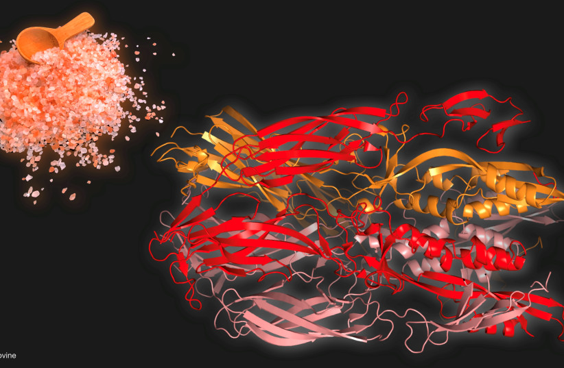  An illustration by Prof. Luca Jovine of the Karolinska Institute shows the Fsx1 protein structure (on the right) deciphered by the researchers, belonging to an archaeon from a hyper-saline environment (represented by salt on the left). (photo credit: PROF. LUCA JOVINE/KAROLINSKA INSTITUTE)