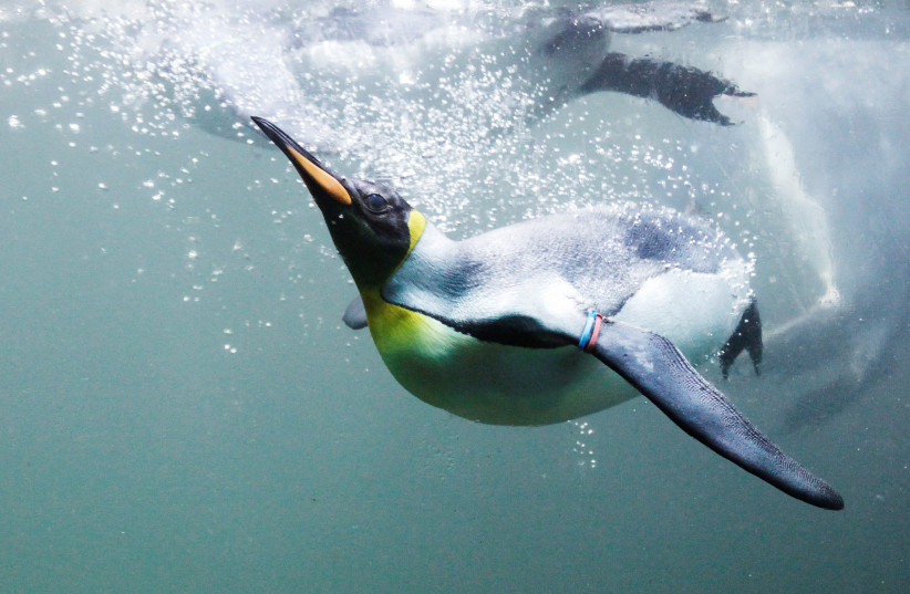 A king penguin swims in a pool at the zoo in Zurich, August 15, 2012. (photo credit: REUTERS/MICHAEL BUHOLZER/FILE PHOTO)