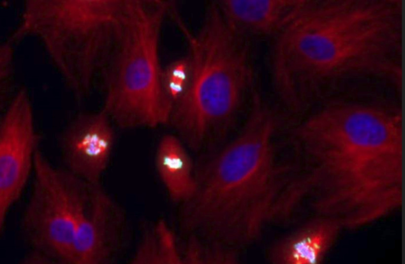  Chromosome segregation In dividing cells. Cell cytoskeleton is depicted in red, DNA is depicted in blue and a protein that marks dividing cells is depicted in green. (credit: TOM WINKLER/BEN DAVID LAB)